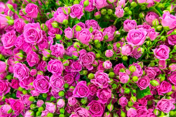 Verse roze rozen — Stockfoto