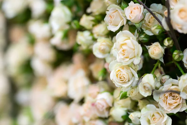 Strauß frischer Rosen — Stockfoto