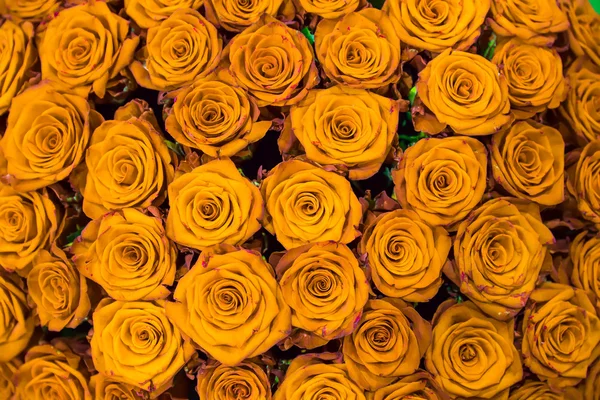 Fresh  gold roses — Stock Photo, Image