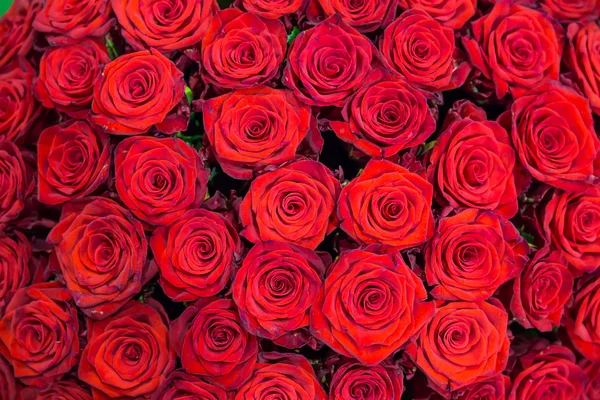 Fresh  Red roses — Stock Photo, Image