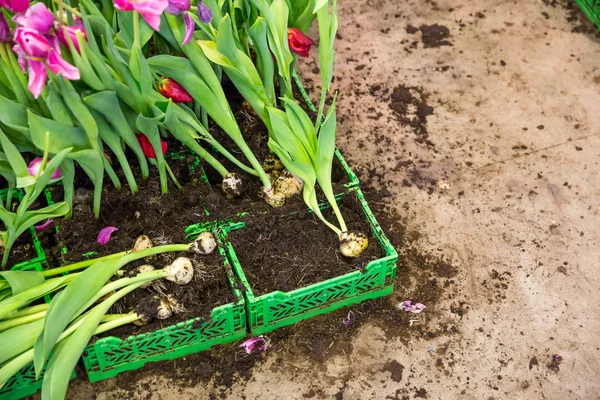 Tulipanes rotos en las cajas — Foto de Stock