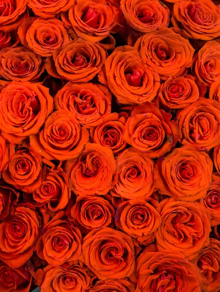 新鮮なオレンジ色のバラ — ストック写真