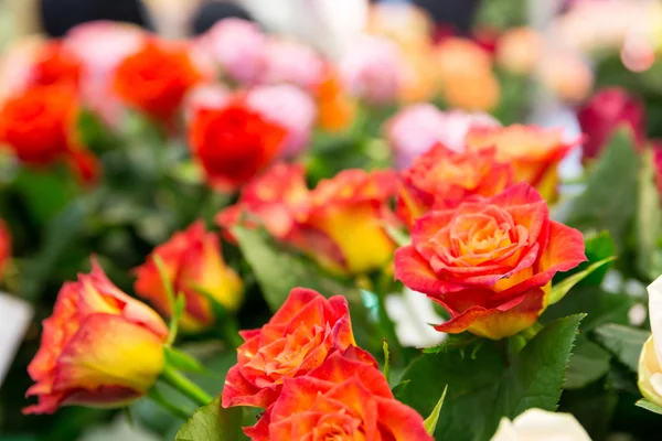 Strauß frischer Rosen — Stockfoto