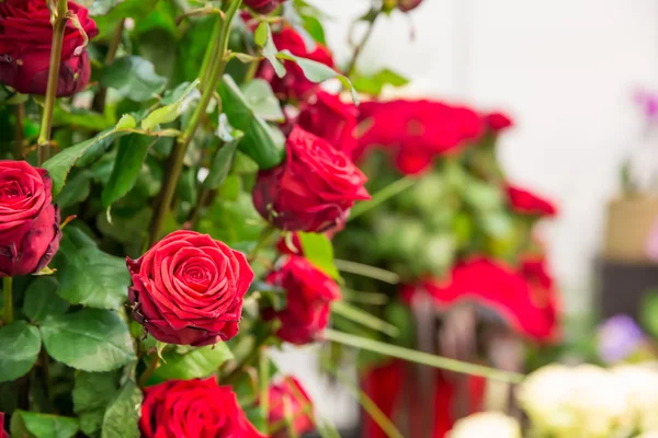 Strauß frischer Rosen — Stockfoto