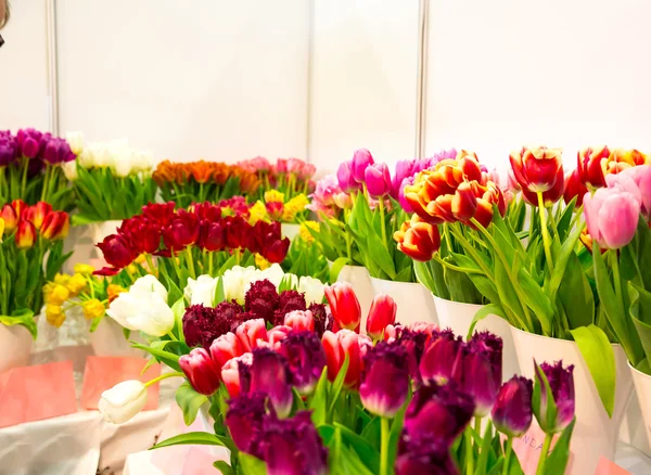 Frische verschiedene Tulpen — Stockfoto