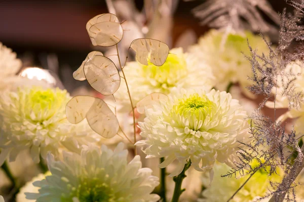 Frische weiße Margeriten — Stockfoto