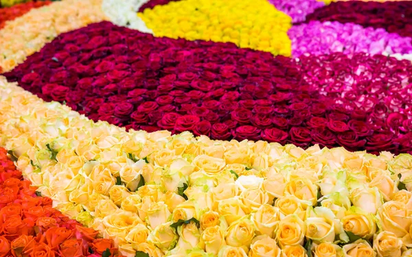 F verschillende kleurrijke rozen — Stockfoto