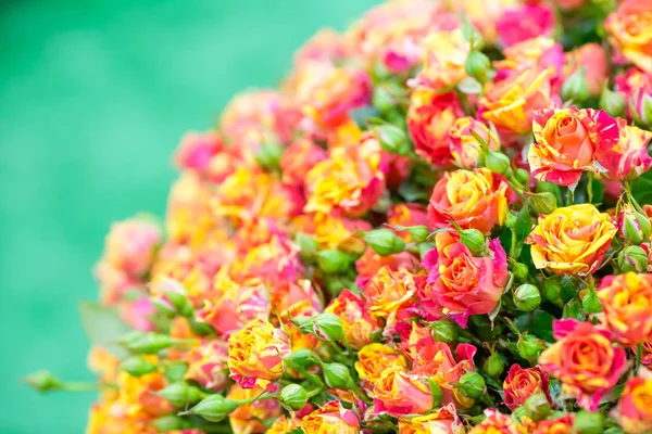 Strauß frischer Rosen — Stockfoto