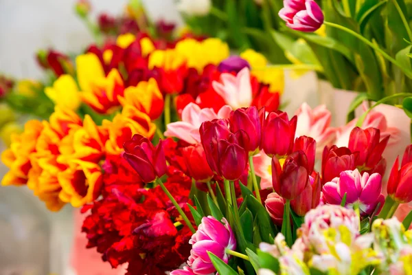 Verse mooie tulpen — Stockfoto