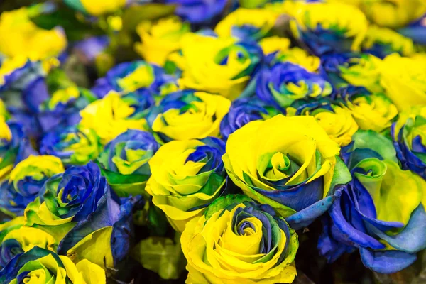 青と黄色のバラ — ストック写真