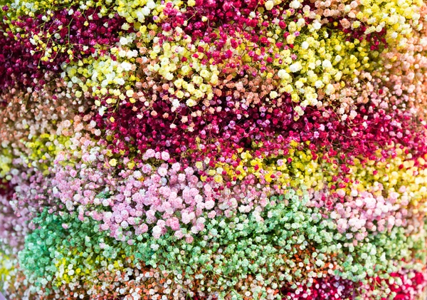 Kleine farbige Blüten — Stockfoto
