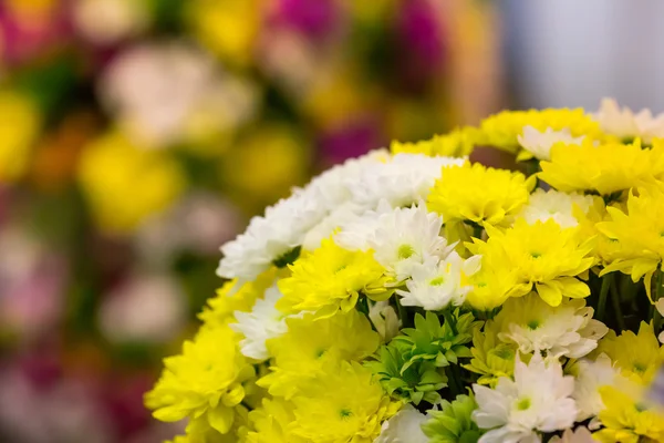 Mooie marguerites close-up — Stockfoto