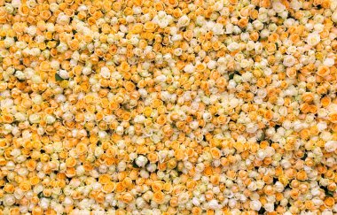 Taze bahar Sarı Gül