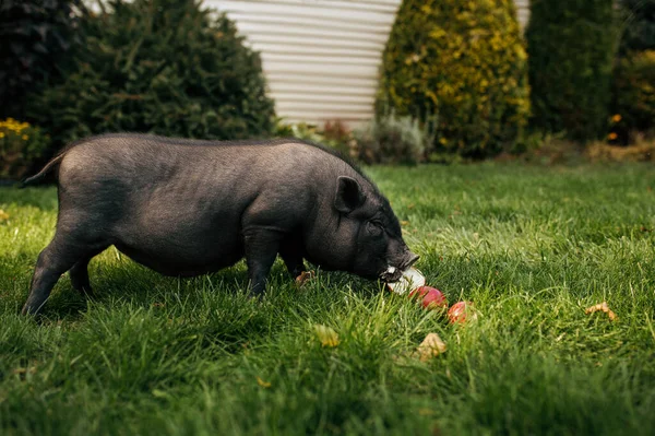小黑猪在花园里的草地上吃苹果 小猪在后院的草坪上散步 畜牧业概念 — 图库照片