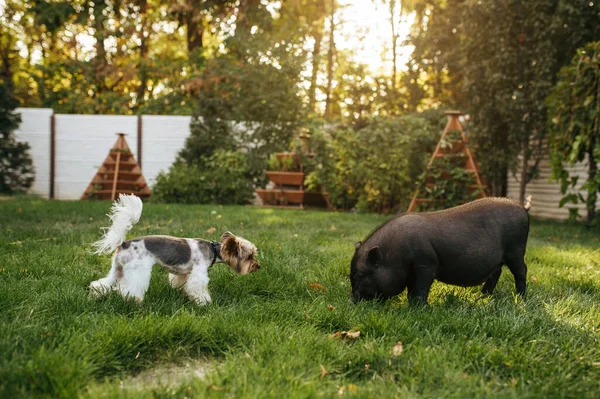 Cerdo Negro Perro Paseando Sobre Hierba Jardín Cerdito Cachorro Césped — Foto de Stock