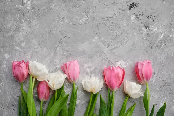 灰色混凝土背景上的粉红和白色郁金香 春花绽放 鲜花装点新颖浪漫 绿意盎然 — 图库照片