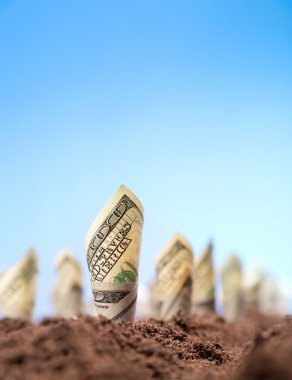 Amerikan Doları sıfırdan büyümek