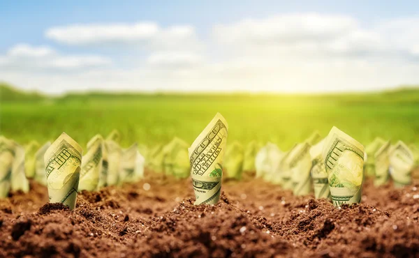 American dollars grow from the ground — Stock Photo, Image