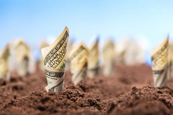 American dollars grow from the ground — Stock Photo, Image
