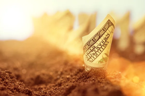 American dollars grow from the ground — Stock Photo, Image