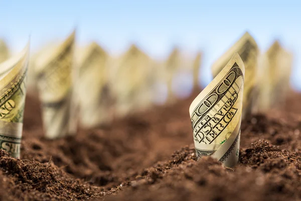 American dollars grow from the ground — Stock Photo, Image