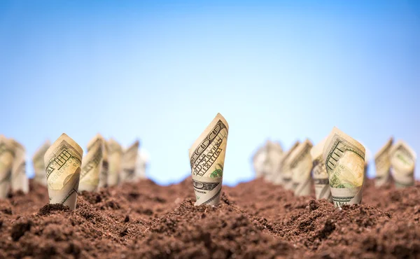 American dollars grow from the ground — Stock Photo, Image