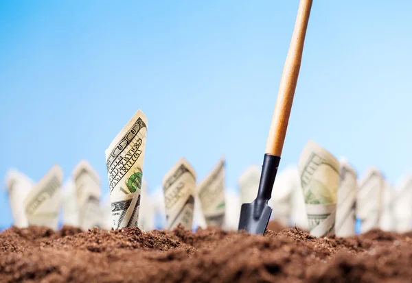 American dollars grow from the ground — Stock Photo, Image