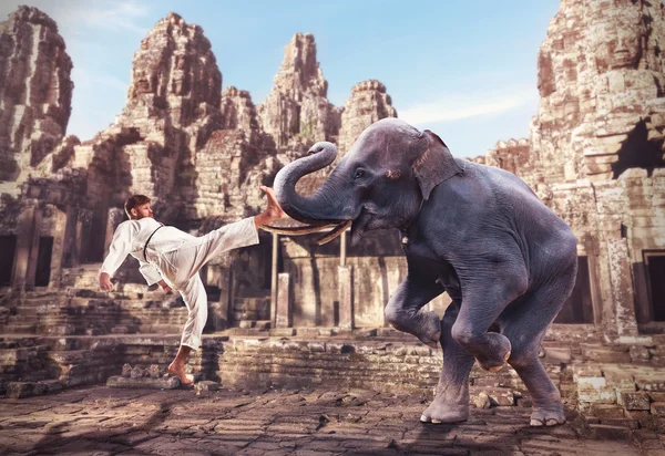 Karateka fil ile mücadele ediyor — Stok fotoğraf