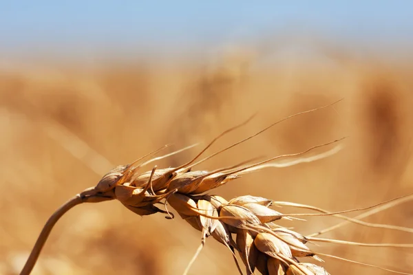 Un cono di grano — Foto Stock