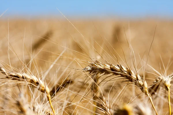 Tarwe op zomerdag — Stockfoto