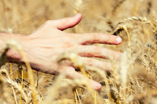 Main masculine dans les épis de blé — Photo