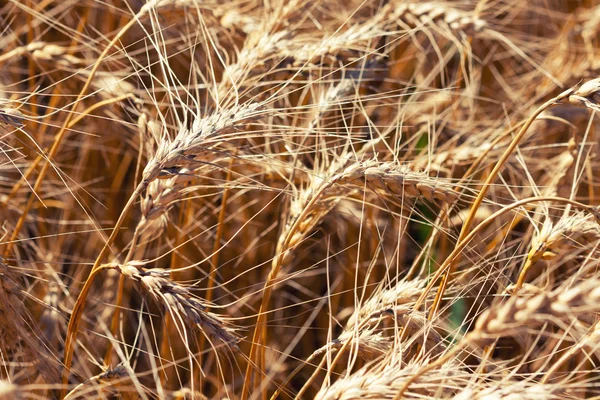 Tarwe op zomerdag — Stockfoto