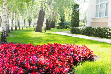 Flower-bed of red beautiful flowers