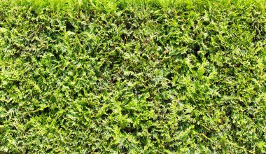Evergreen thuja texture