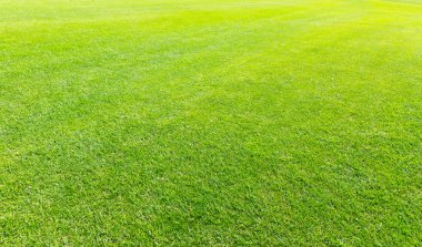 Güzel yeşil çim çayır