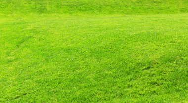 güzel yeşil çimen