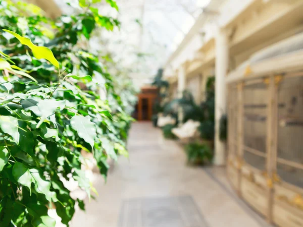 Corredor da galeria de plantas interior — Fotografia de Stock