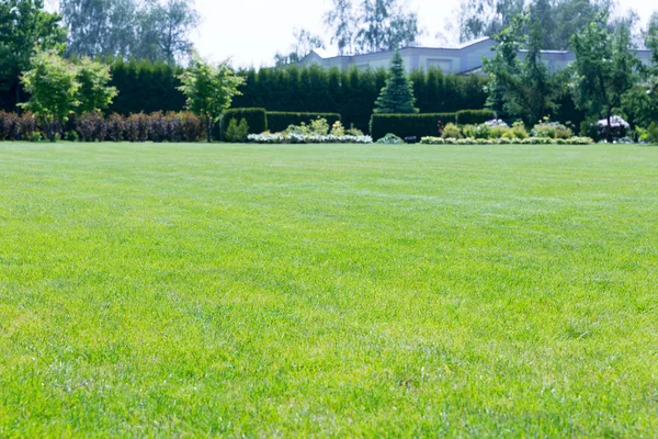 Beautiful grass meadow in green park — стокове фото