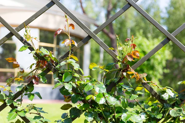 Wire fence with roses twigs — Stock Photo, Image