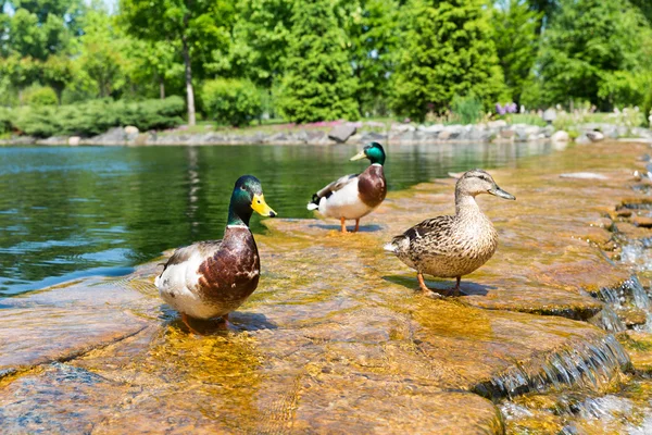 Canards sur le lac dans le parc de printemps — Photo