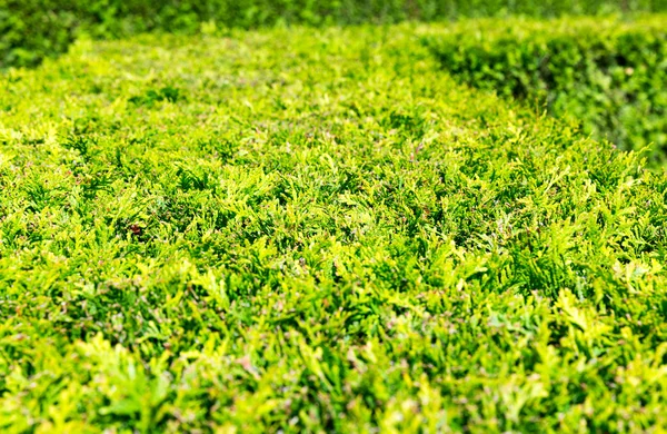 Evergreen thuja texture — Stok fotoğraf