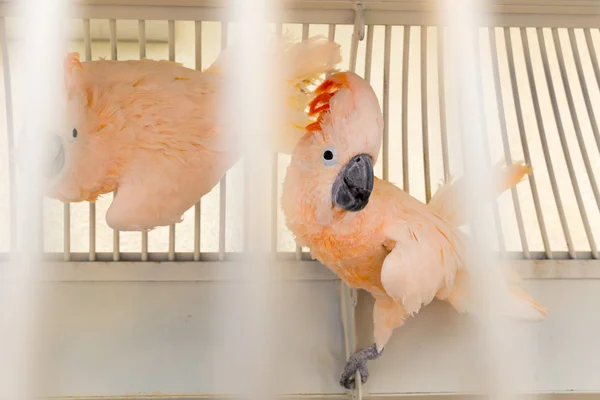 Pink Parrots in cage — Stock Image Pink Parrots in cage Royalty Free Stock Images