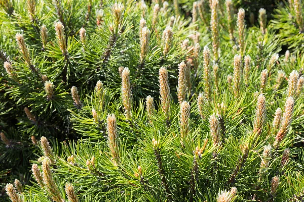 Bright spruce branches Stock Photo