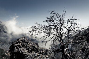 Dağlarda eski kuru ağaç