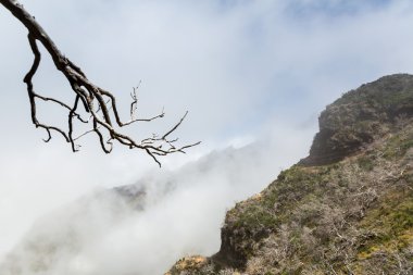 sisli dağlar ölü ağaç