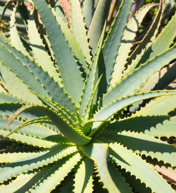 Aloe Botanik Bahçesi içinde