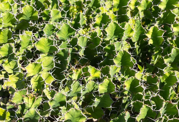 Pequeno cacto verde — Fotografia de Stock