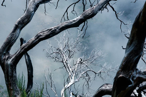 Árboles muertos en montañas brumosas — Foto de Stock