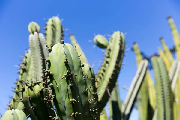 Grønn kaktus over himmelen – stockfoto