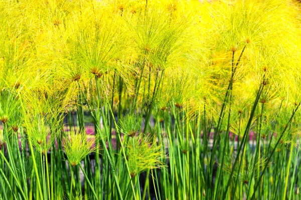 Plantas verdes en el jardín — Foto de Stock